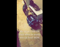 Grey cat meows food white shoe rack 