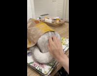 Furry Cat Hides inside McDonalds Paper Bag