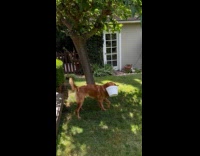 Collab Clips MPUGC - Dog carries bucket struggles to walk