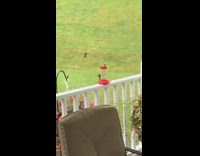 Two hummingbirds fight for bird feeder porch