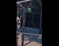Collab BitchMP - Dog riding swing by itself unattended at park 