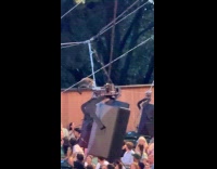Racoon crawling on top of theater wall 