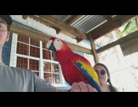 Parrot sits on guys arm 