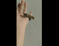 Large black brown locust bug on hand 