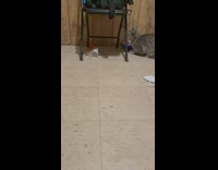 Cat plays with orange ball 