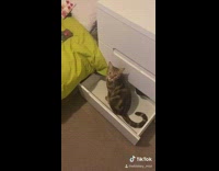 Brown cat sits in open dresser drawer 