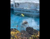 Polar bear jumps on water at zoo