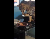 Cat touches food and eats from paw