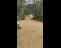 Guy rides boogie board down sand hill fail 