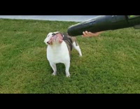Dog gets leaf blower blown in mouth 