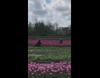 Girl sit pink tulips flowerbed raise arm