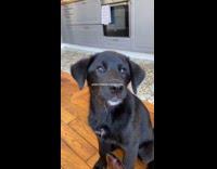 Collab DogIG - Black Golden Retriever with Border Collie breed