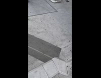 Bunch of lantern flies on sidewalk 