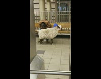 Guy slumped over with a fake goat wearing a baseball cap in the Myrtle Wyckoff station, Bushwick Brooklyn.