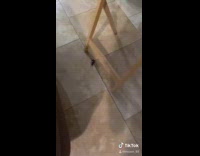 Guy fake cockroach prank 