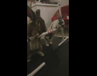 Two rescue rabbits jumped together in slow motion