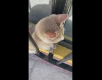 Pet cat imitates the sound of a rooster