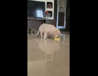 Collab Pets For All - tan puppy playing with yellow food bowl