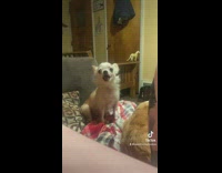 Dog is asked to sing owner a song on couch 