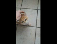 Red nail polish girl pets orange cat 