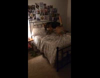 Dog run in circles on bed urinates