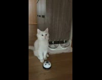 White cat dings bell to order food