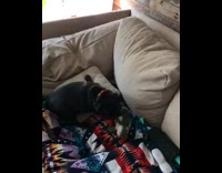 Small black pug jumps to catch toy 