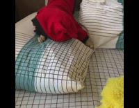 Grey cat wears red black robe 