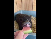 Owner feeds baby pig a small piece of watermelon 
