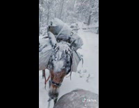 Guy rides brown horse through fresh snow 