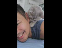 Cat Plays with Man and Lays Down Beside Him