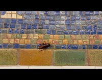 Cockroach on First Ave station tile wall