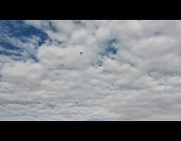 Eagle dives to get fish from river