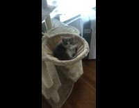 Girl says hi grey kitten meows tower