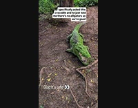 Guy ask crocodile if there is alligator in water