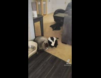 Lady scolds her pet skunk and raccoon