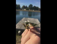 Praying mantis eat grasshopper hands of filmer