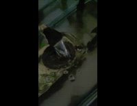 Pet turtle sleeps under small waterfall in the aquarium