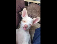 Sleepy dog with tongue out leaning head on couch