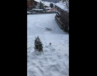 Guy rides orange sled down snow hill 