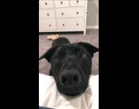 Collab BitchMP - Black dog rest head on edge of bed