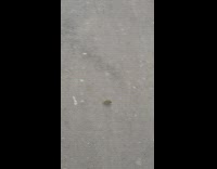 Tiny mouse run and got kicked on the sidewalk