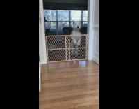 Large dog jumps over wooden baby gate 