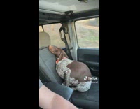 Collab BitchMP - Dog sitting close to chair in car scared