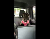 Dog sits at backseat with crying baby sister