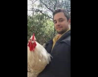 Guy holding rooster asks it to crow 