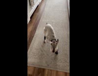 Dog wears shoes walks in funny way