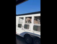 Collab Clips MPUGC2 - Horse on trailer bobbing head to music