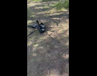 Person drag black dog lay on forest