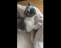 Gray and white cat licks paw in bed